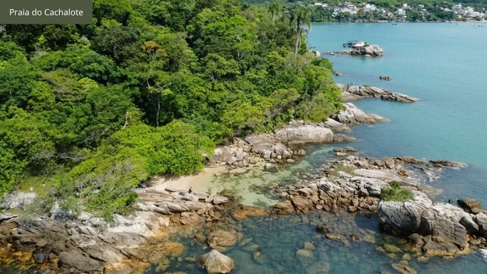 Praia do Cachalote com árvore oferecendo sombra natural e água cristalina em pequena cove.